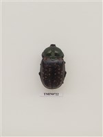 藏品(鞘翅目(金龜子科))的圖片